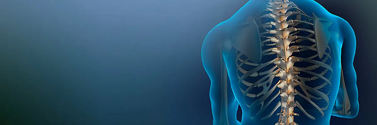 Colonne vertébrale — système nerveux et chiropraxie